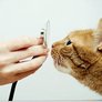 Veterinary Specialists's Avatar